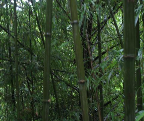 井冈山记忆10