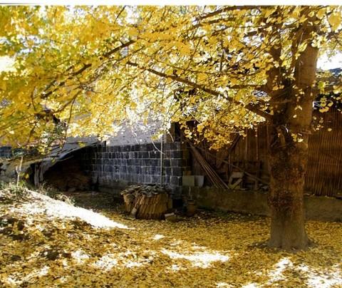 彩云之行--腾冲银杏村17