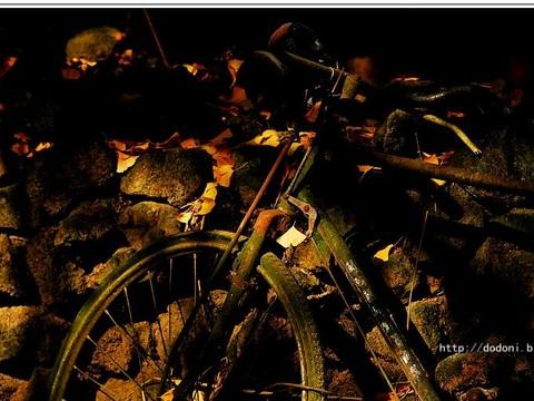 灿烂金秋--腾冲银杏村(1)60