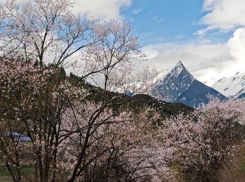 【西藏行】---林芝四月天 桃花争艳红3