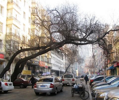 2011--2012东北跨年行【哈尔滨→东升→雪乡→雾凇岛】图片完毕，文字持续更新中…8