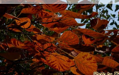 蜻蜓点水山西行 之六 太原龙山石窟与红叶12