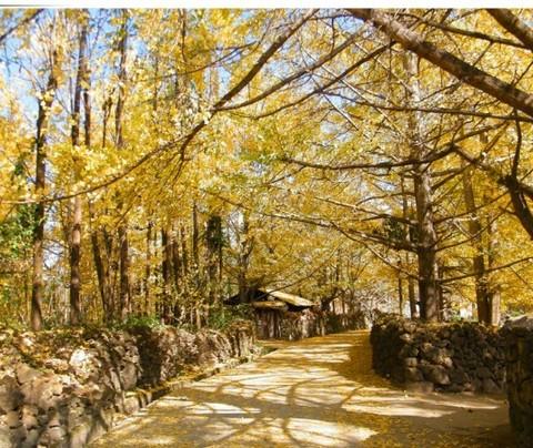 彩云之行--腾冲银杏村12