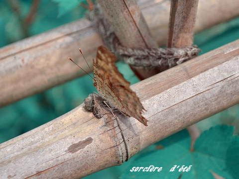 两巫女在花溪的那些事儿~8