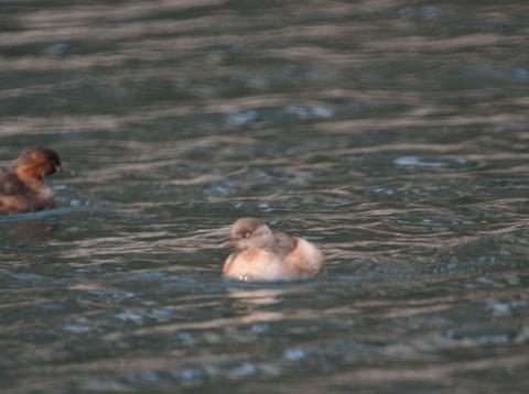 济南 泉水流到大明湖3