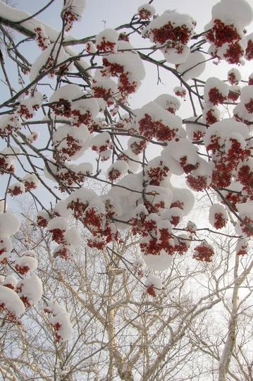2011--2012东北跨年行【哈尔滨→东升→雪乡→雾凇岛】图片完毕，文字持续更新中…55