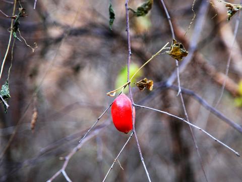 2012-10-28南石洋地质公园（大裂谷）18