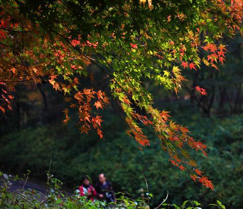 最爱深秋那一抹红24