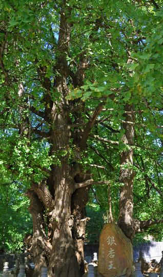 穿行滇川，寻回曾经的自我—腾冲篇34