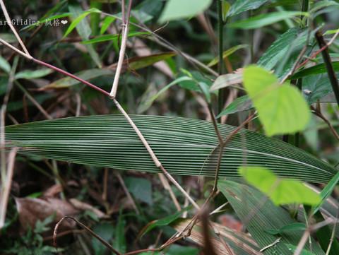 难忘重庆の东泉小镇15