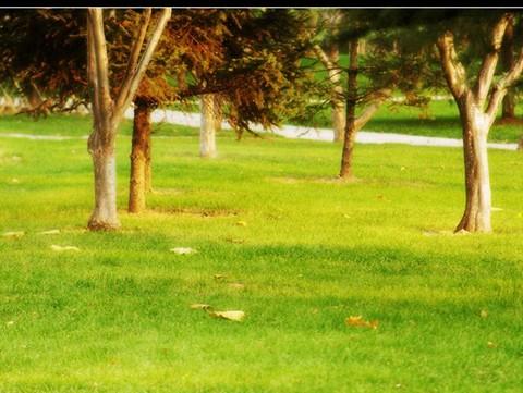 秋之色---世纪公园一游6