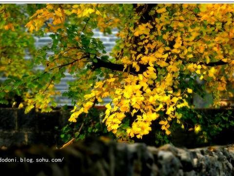 灿烂金秋--腾冲银杏村(1)30