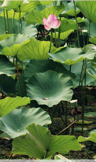 上海 人民公园 荷花池27