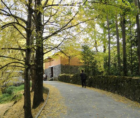 方舟某林三日两夜腾冲独行慢走之旅——和顺古镇、江东古银杏村41