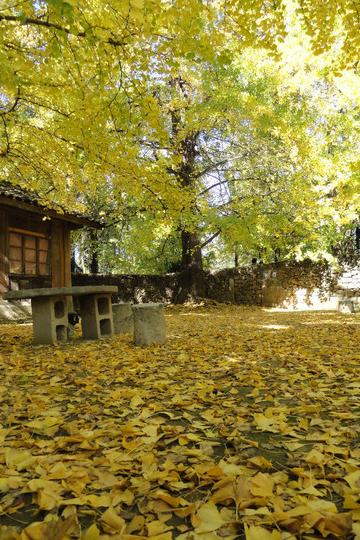 方舟某林三日两夜腾冲独行慢走之旅——和顺古镇、江东古银杏村62