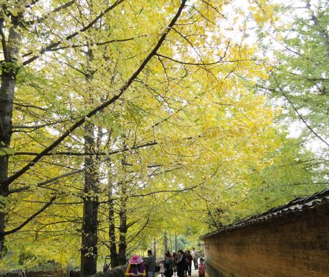 方舟某林三日两夜腾冲独行慢走之旅——和顺古镇、江东古银杏村47