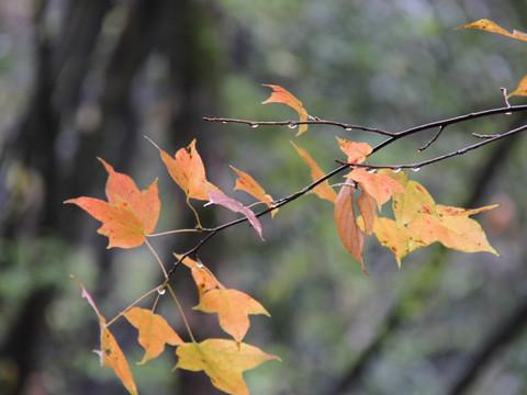 婺源秋忆，云雾三清，五天经济游19