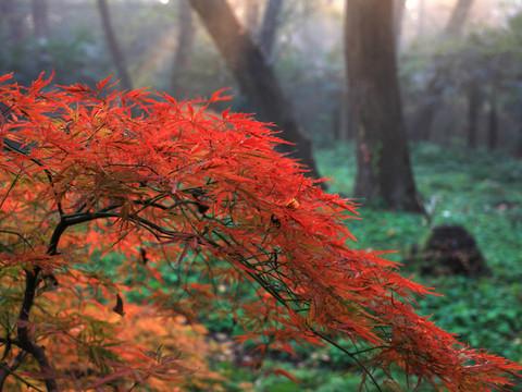最爱深秋那一抹红10