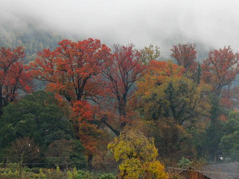 婺源秋忆，云雾三清，五天经济游18
