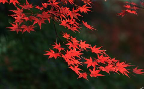 最爱深秋那一抹红4