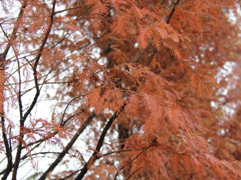 婺源秋忆，云雾三清，五天经济游6