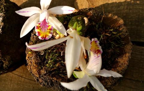 腾冲六日 图中漫步6