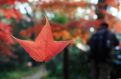 最爱深秋那一抹红22
