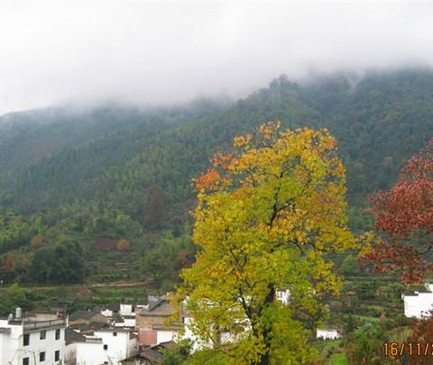 行走在婺源的秋天里1