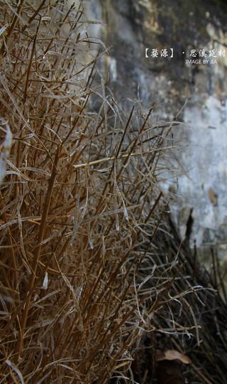 婺情源景——素素的我 素素的心43