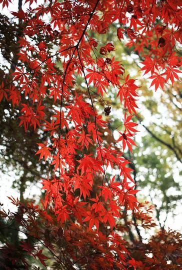 最爱深秋那一抹红21