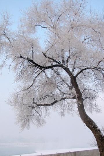 2011--2012东北跨年行【哈尔滨→东升→雪乡→雾凇岛】图片完毕，文字持续更新中…93