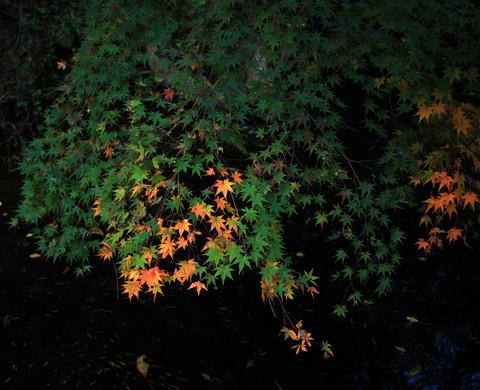 最爱深秋那一抹红25