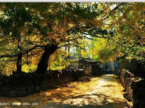 灿烂金秋--腾冲银杏村(1)21