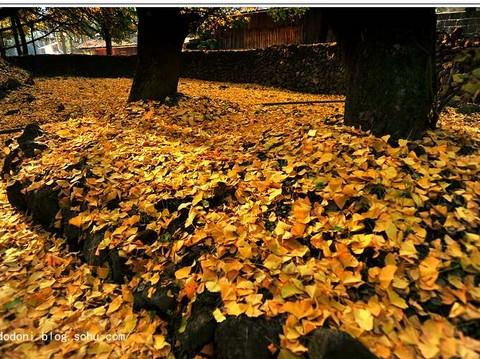 灿烂金秋--腾冲银杏村(1)20