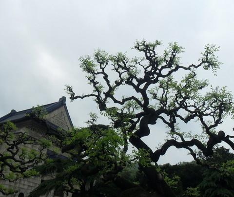 我的南京五日游40