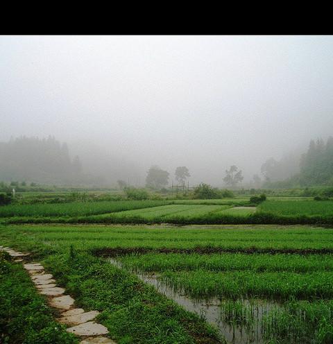 迟到七年的游记—烟雨婺源10
