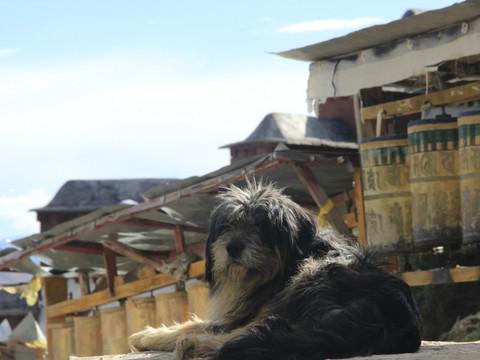 行走在陌上的花（两千元流浪滇藏）（日喀则篇）6