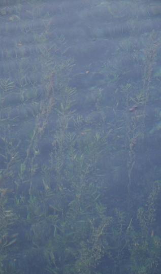 济南 泉水流到大明湖26