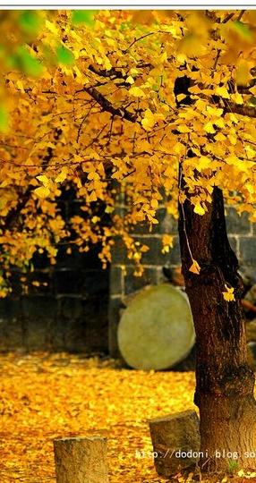 灿烂金秋--腾冲银杏村(1)8