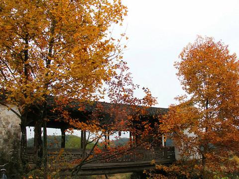 婺源秋忆，云雾三清，五天经济游26