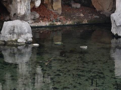 济南 泉水流到大明湖10