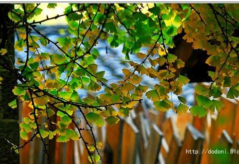 灿烂金秋--腾冲银杏村(1)12