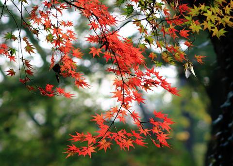 最爱深秋那一抹红5