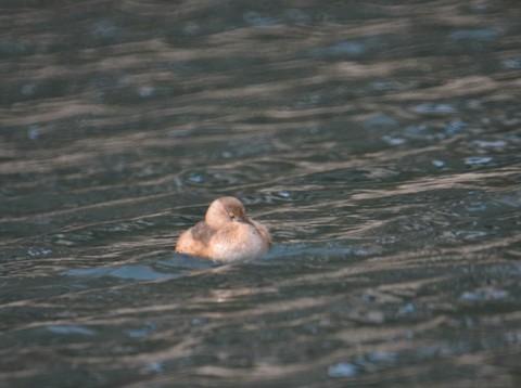 济南 泉水流到大明湖2