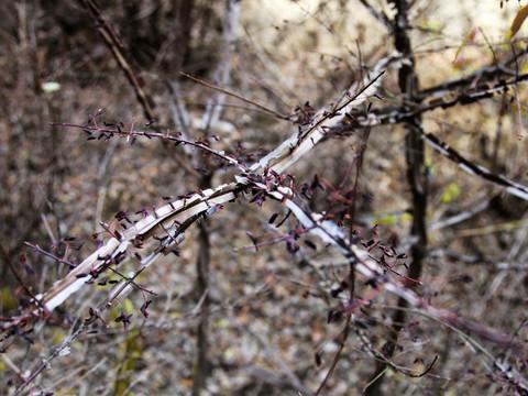 2012-10-28南石洋地质公园（大裂谷）13