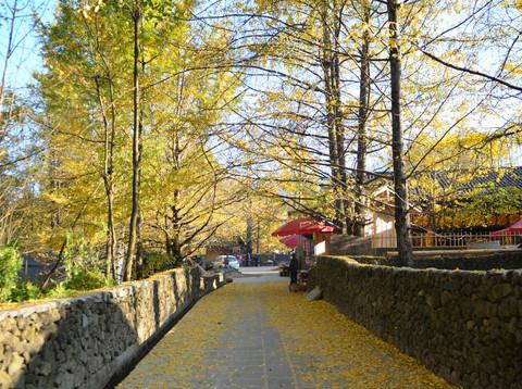 腾冲银杏村----照片（分别2011年和2012年拍摄）1