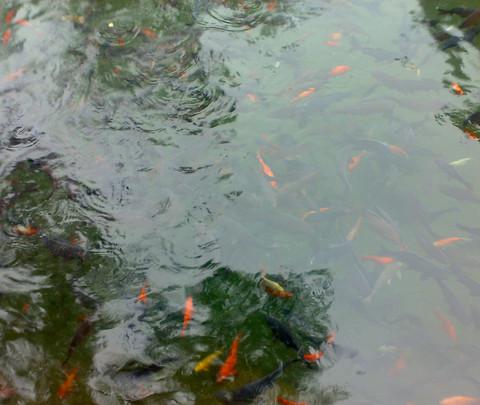 偶得济南半日休闲游（趵突泉公园，大明湖畔）6