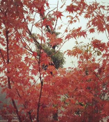 婺源秋忆，云雾三清，五天经济游1