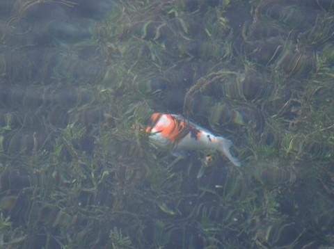 济南 泉水流到大明湖27