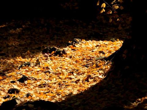 腾冲，腾冲，迟来的救一把！48